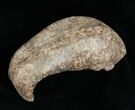 Fossil Cetacean (Whale) Ear Bone - Miocene #3475-1